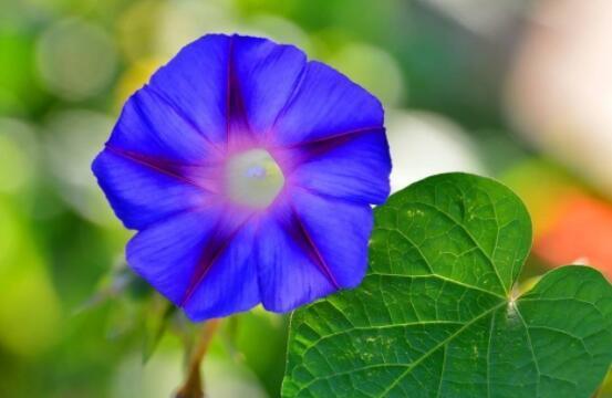 牵牛花开花时间的奥秘（探究牵牛花开花的生物钟）