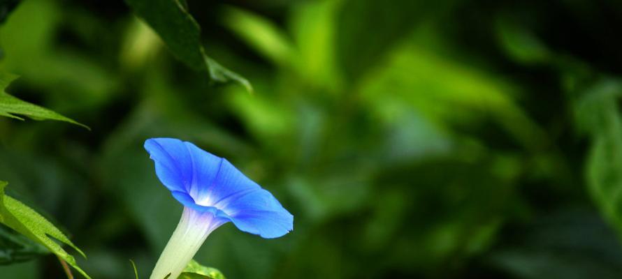 牵牛花开花时间的奥秘（探究牵牛花开花的生物钟）