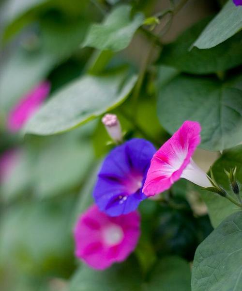 牵牛花种植全攻略（从种植时间到护理技巧）