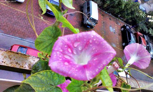 牵牛花淋雨有无影响（探究牵牛花淋雨后的生长情况与病虫害）