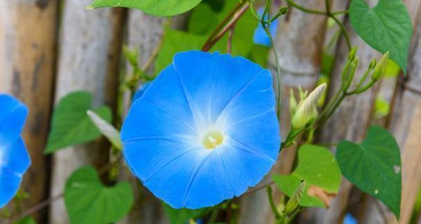 牵牛花开花季节及生长习性（探秘牵牛花的生长过程）