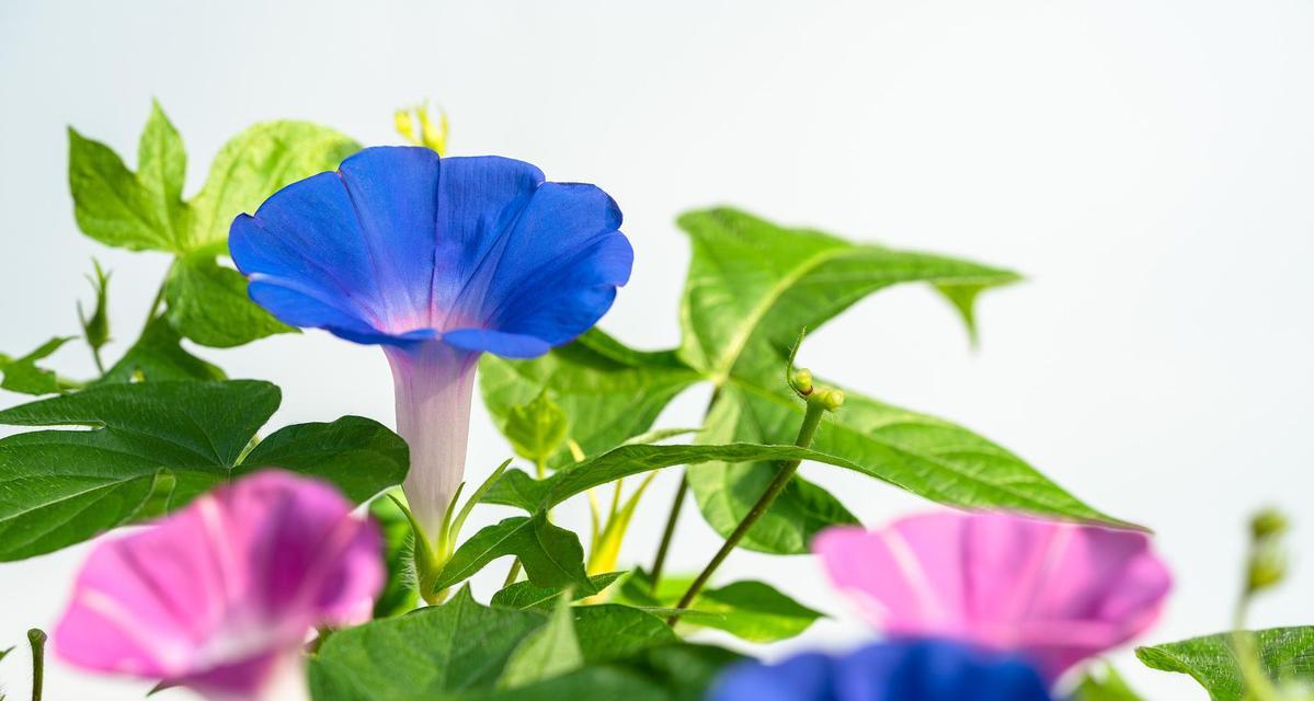 牵牛花开花季节及生长习性（探秘牵牛花的生长过程）