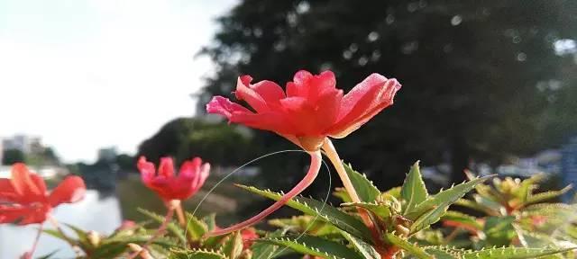 牵牛花并非完全花（揭开牵牛花的真面目）