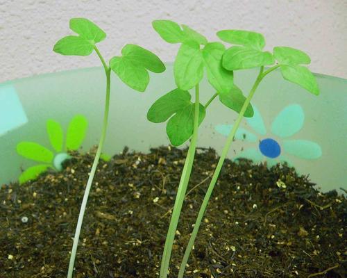 牵牛花种子发芽时间详解（种植牵牛花）