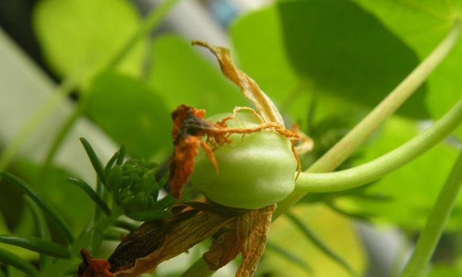 如何种植牵牛花种子（简单易学的牵牛花种植技巧）