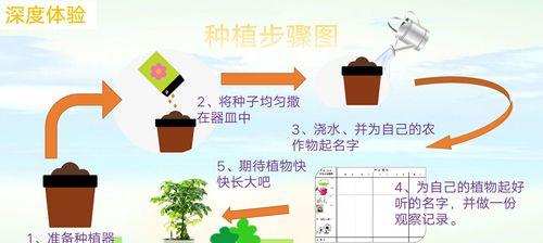 小香葱种子的种植方法（学会这些技巧）