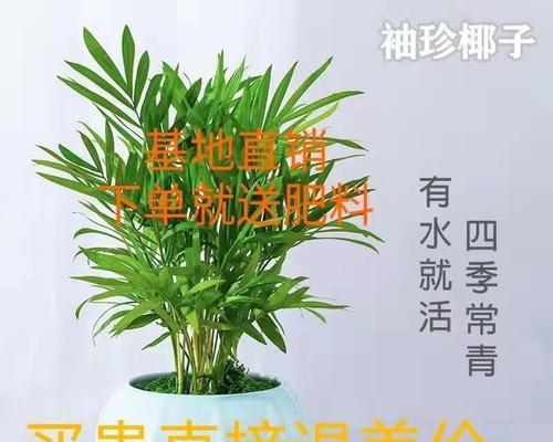 小椰子树的养殖方法和注意事项（打造家庭热带气息）