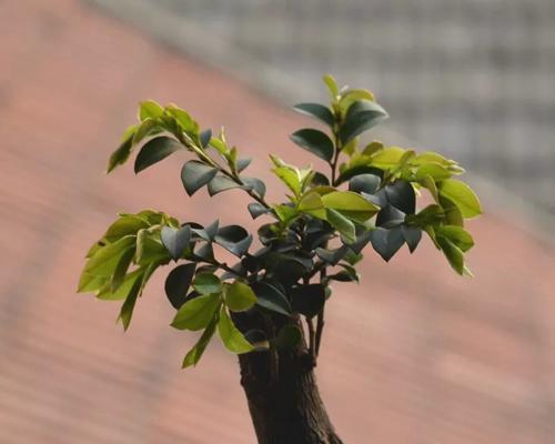 小叶紫檀能开花吗（探究小叶紫檀的开花现象）