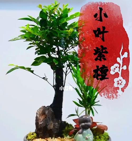 小叶紫檀盆栽种植方法（打造极致美景）