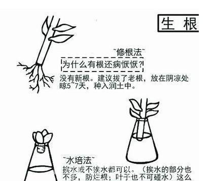 小叶紫檀的浇水方法（掌握正确的浇水方法）