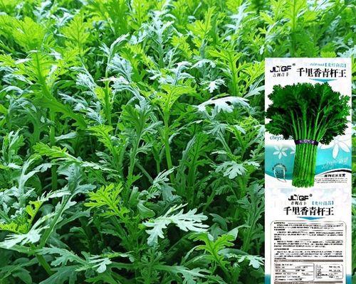 小叶茼蒿种植全攻略（时间、方法、注意事项一网打尽）