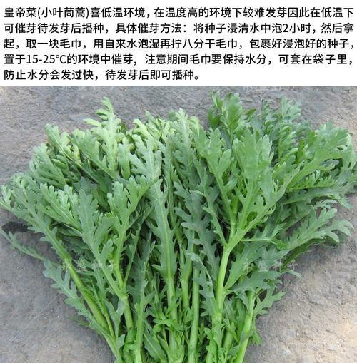 小叶茼蒿种植全攻略（时间、方法、注意事项一网打尽）