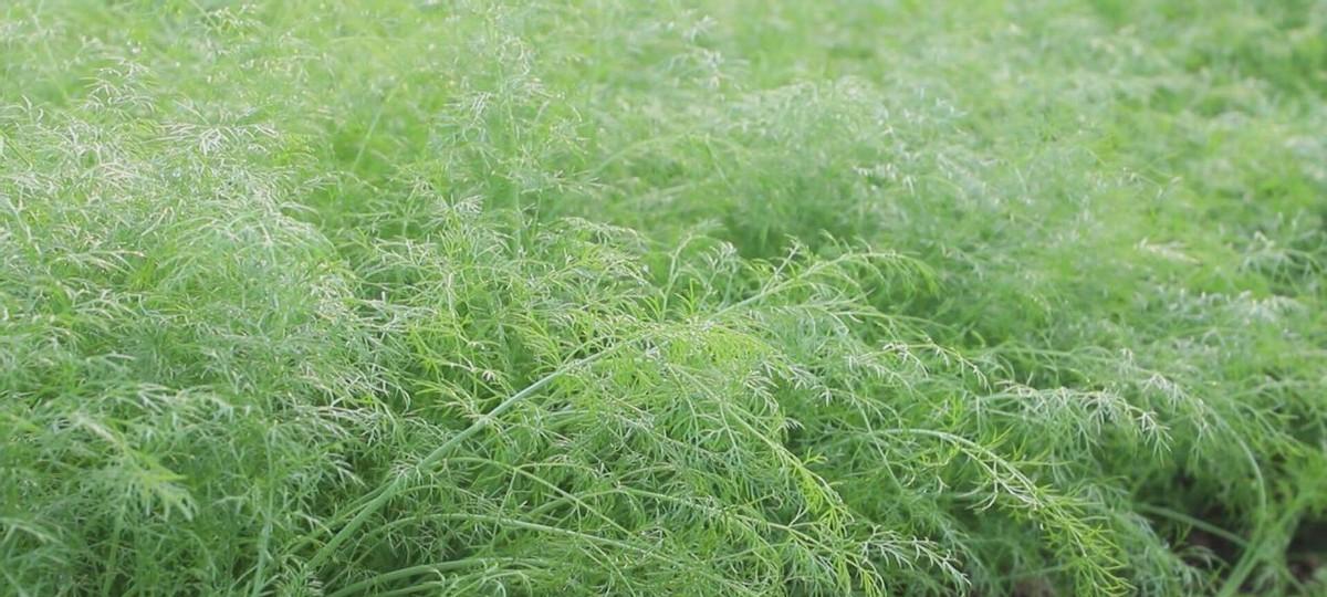 小茴香的最佳播种时间剖析（种植者必读）