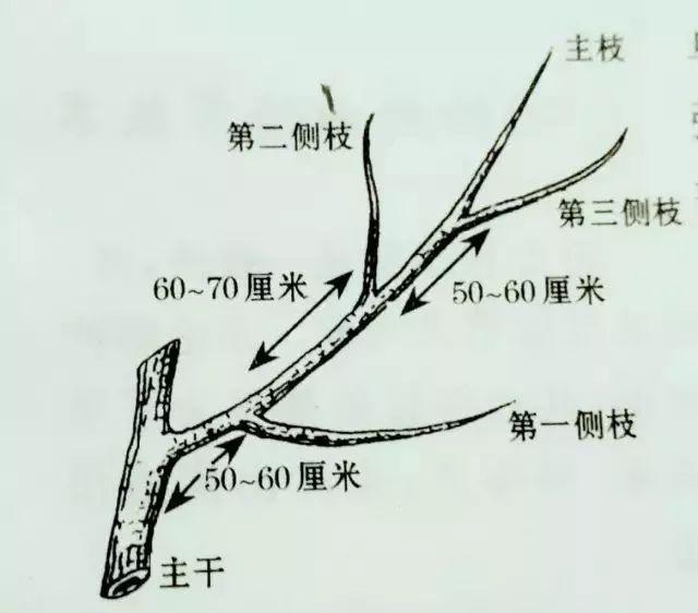 小榕树修剪技巧（一步步教你如何修剪小榕树）