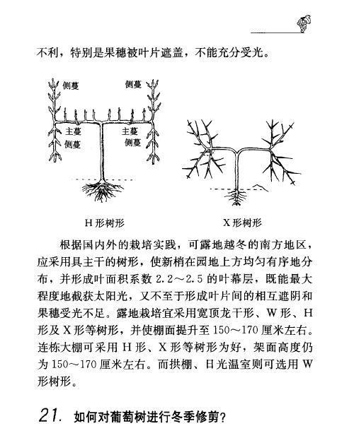 小橘子树修剪技巧（打造健康果树）