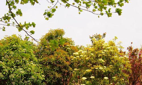 探秘校园里的植物世界（发现神秘花卉）