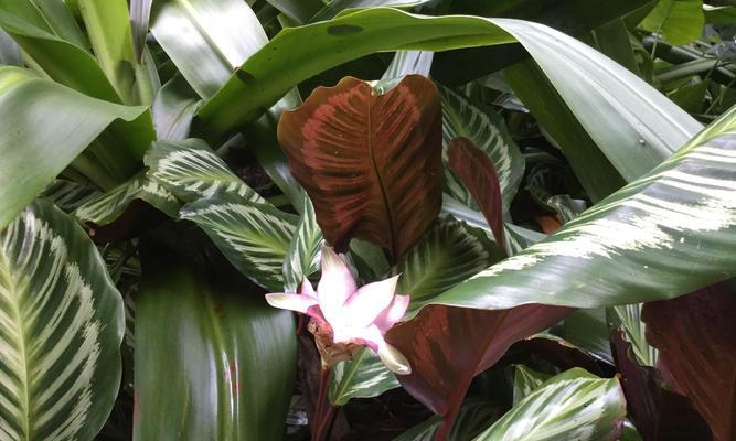 肖竹芋的养护指南（从种植到繁殖）