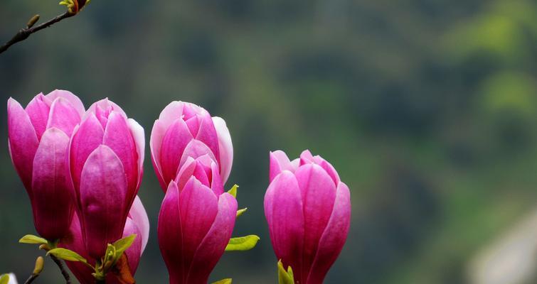 探秘辛夷花，令人陶醉的芬芳（辛夷花的别名及特点）