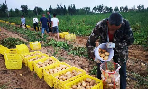 新土豆什么时候上市（收获季节是几月）