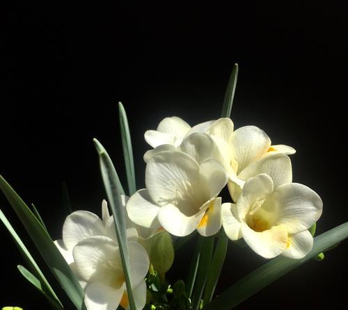 香雪兰的花语寓意与意义（探寻香雪兰的含义）