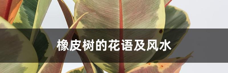 橡皮树的花语（探索橡皮树花朵的深层含义）