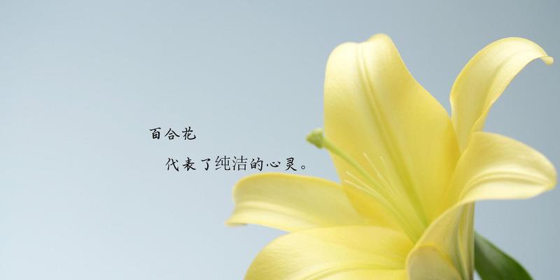 亚马逊百合的花语（探寻亚马逊百合的美丽意义）