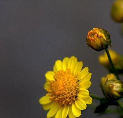 野菊花花语——忠诚与坚韧的象征（探索野菊花的花语及其深层含义）