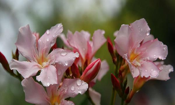 以夜来香的花语与象征（探寻以夜来香的花语）