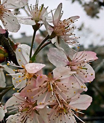 樱桃花花语及相关信息介绍（探索樱桃花的含义与传说）