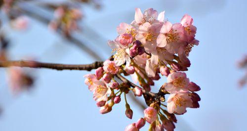 樱桃花花语及相关信息介绍（探索樱桃花的含义与传说）