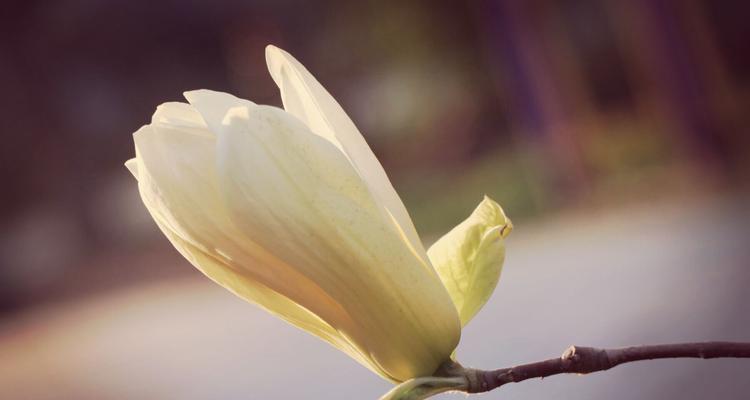 狼与花的对话（狼字花带何义？揭秘花语之谜）