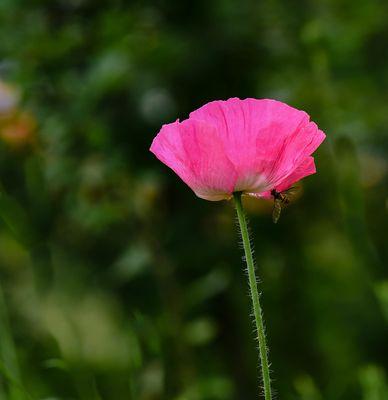 虞美人花语及其寓意（解读虞美人花语及其象征意义）