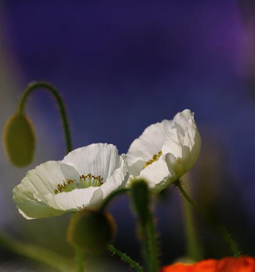 虞美人花语及其寓意（解读虞美人花语及其象征意义）