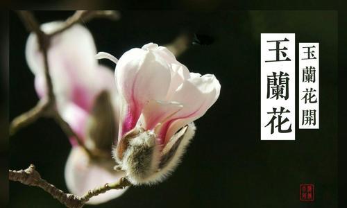 玉兰花的花语及其深刻寓意（探秘玉兰花的花语）