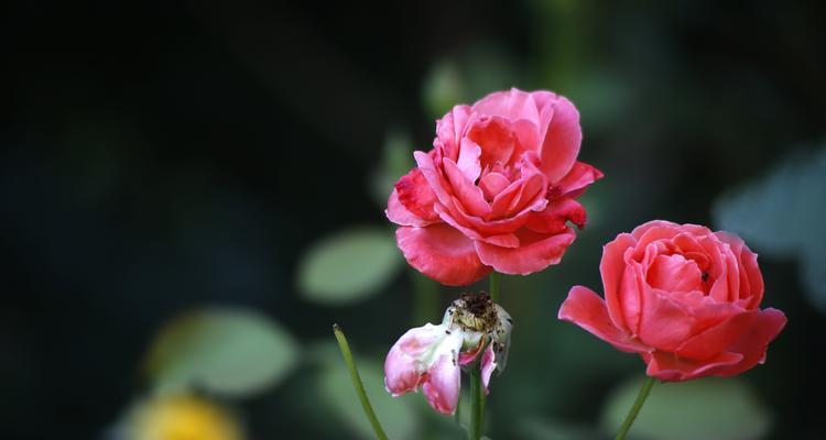 月季花的色彩与花语（赏析月季花的丰富色彩与深刻寓意）