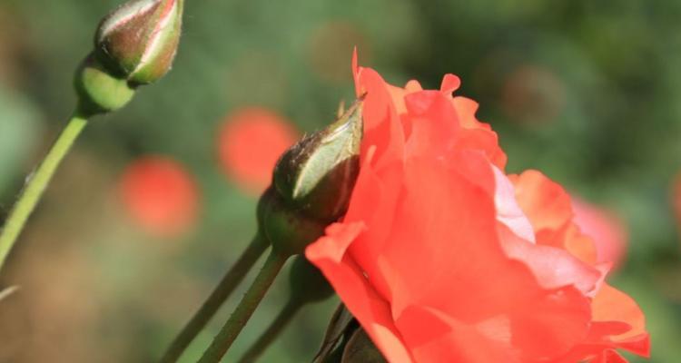 月季花语（静默之美）