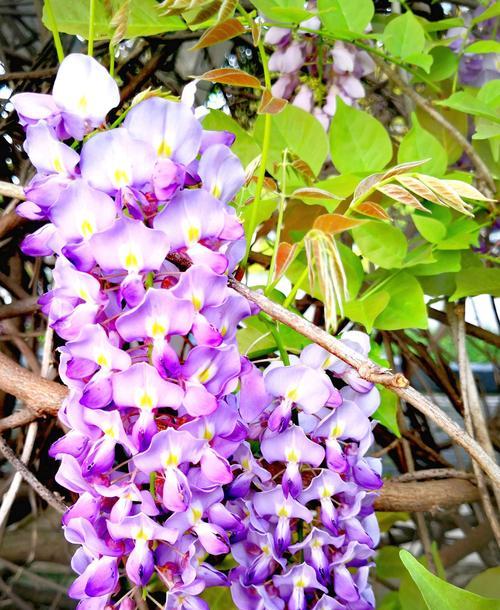 紫藤花的花语与香味（探索紫藤花的象征意义及独特香气）