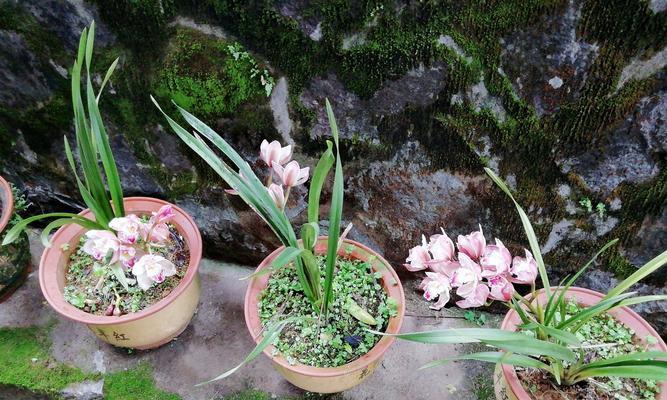 蕙兰花的花语与寓意（探索蕙兰花的深层含义）