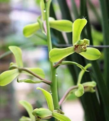 蕙兰花的花语与寓意（探索蕙兰花的深层含义）