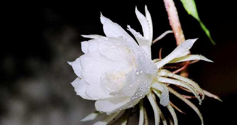 昙花的花语象征与寓意（昙花）