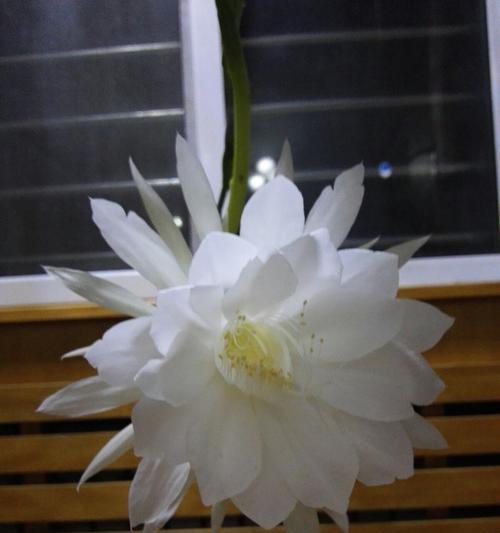 昙花（昙花的象征意义及生命哲学）