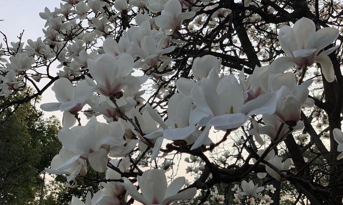 白兰花的花语与意义（揭开白兰花背后的秘密）