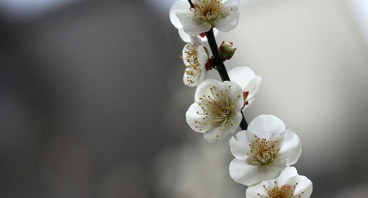 白梅花的花语与寓意（探寻白梅花的文化象征与美学内涵）