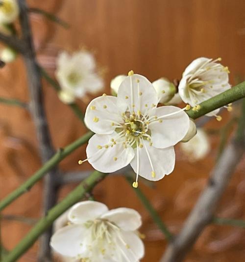 白梅花的花语与寓意（探寻白梅花的文化象征与美学内涵）