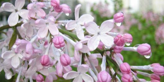 丁香花的象征意义（花开花谢）