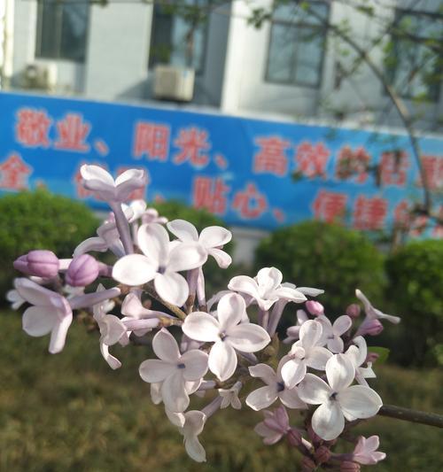 丁香花的象征意义（花开花谢）