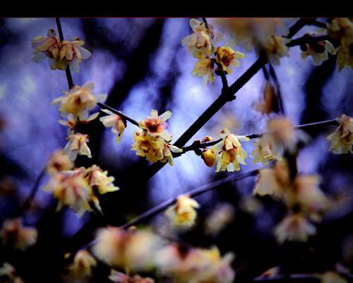 冬天的梅花（以冬天的梅花象征着什么）