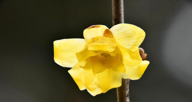 腊梅花语与意义——揭秘腊梅花的神秘之处（探索腊梅花的花语）