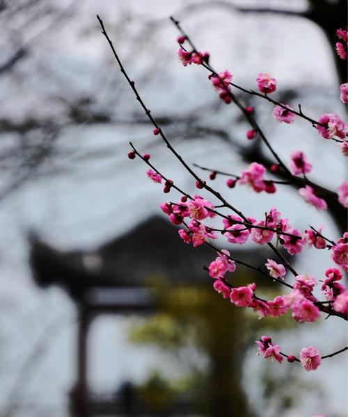 梅花吉祥的寓意（梅花的象征与文化内涵）