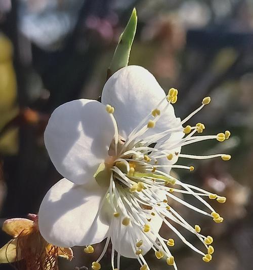 梅花吉祥的寓意（梅花的象征与文化内涵）